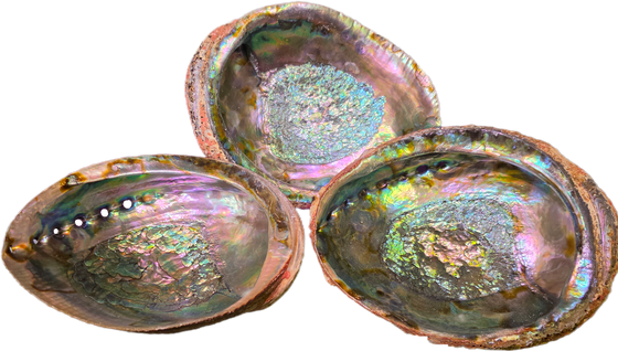 Abalone Shell