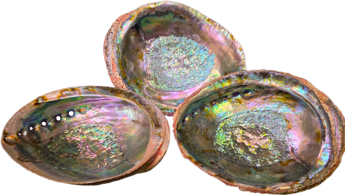 Abalone Shell